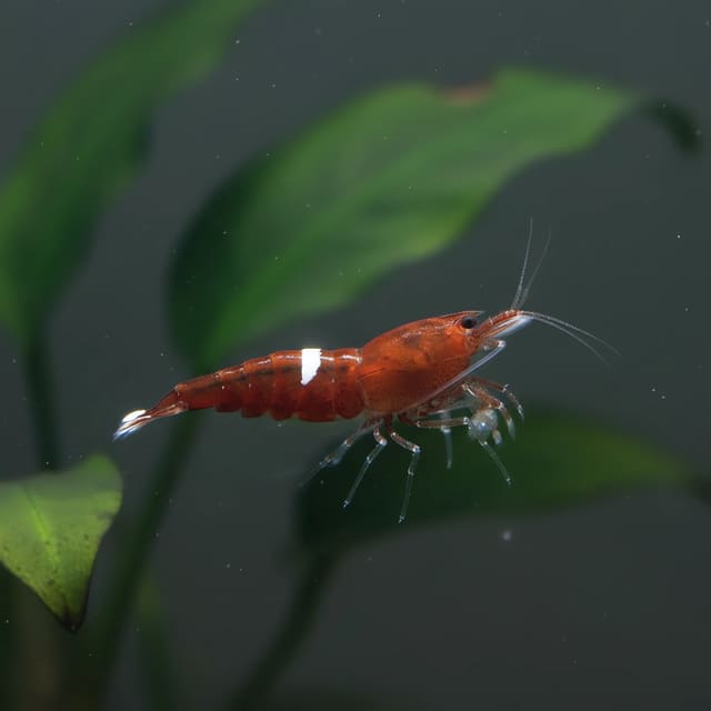 Red Ruby Shrimp (Caridina cantonensis) - deep ruby red Taiwan Bee freshwater shrimp