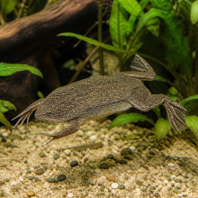 Carvalho's Surinam toad Pipa carvalhoi aquatic amphibian 3.5-6 cm