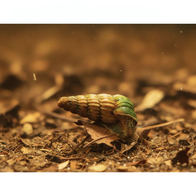 Neritina King Snail (Neritina sp.)