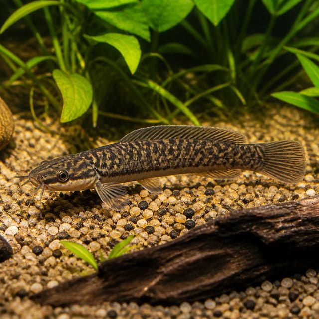 Channallabes apus air-breathing catfish 15-25 cm, an eel-like African bottom-dwelling fish