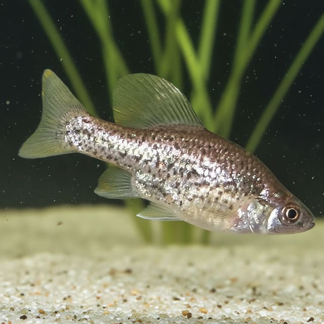 Chapalichthys peraticus in a planted aquarium — representative image