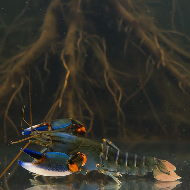 Cherax sp. papua blue kong in a planted aquarium — representative image