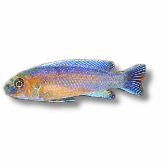 Chilumba Scrapemouth Mbuna (Labeotropheus trewavasae)