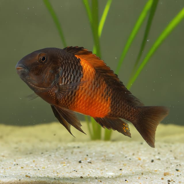 Blunthead Cichlid (Tropheus moorii)