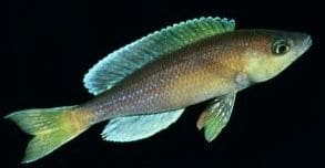 Chipimbi Sardine Cichlid (Cyprichromis leptosoma) in side view, olive-bronze body with pale blue fins, on black