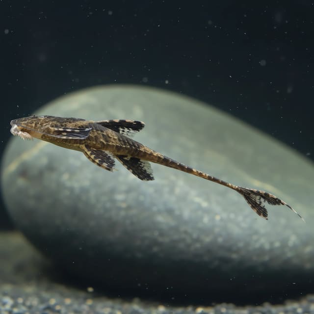 Chocolate Whiptail Catfish (Rineloricaria lanceolata) - peaceful whiptail catfish