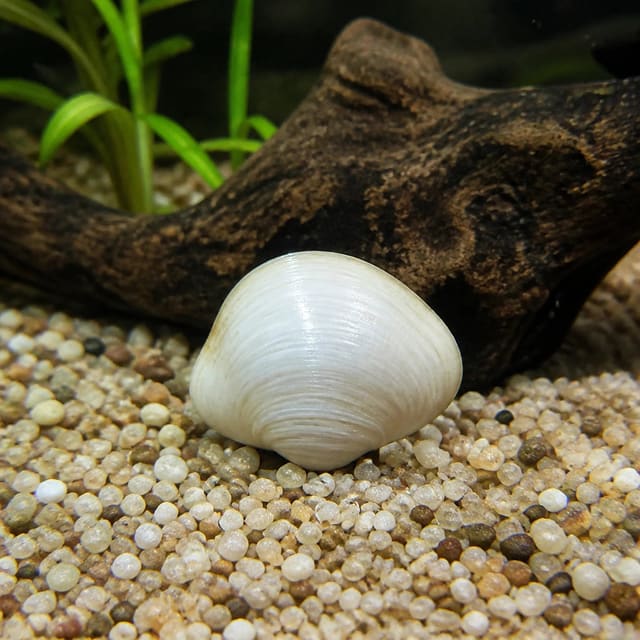 Freshwater White Clam (Corbicula sp.) - white-shelled freshwater bivalve mollusc for aquariums