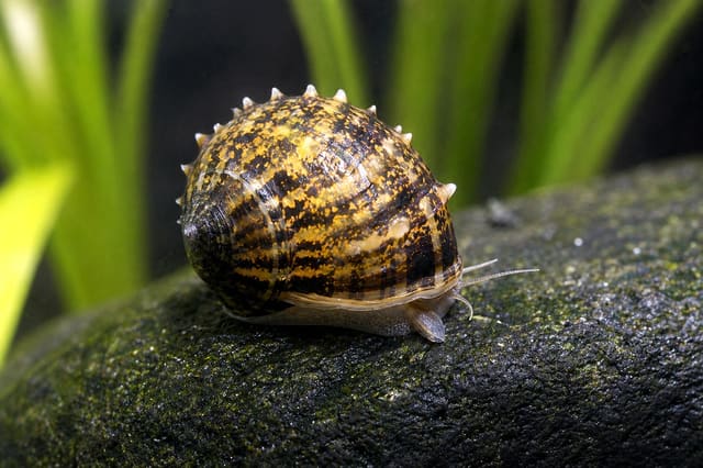 Small Clithon sp. Thorn nerite snail, 0.5-1 cm, on aquarium glass