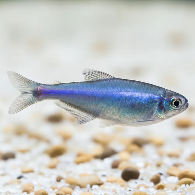 Cochus Blue Tetra (Boehlkea fredcochui)