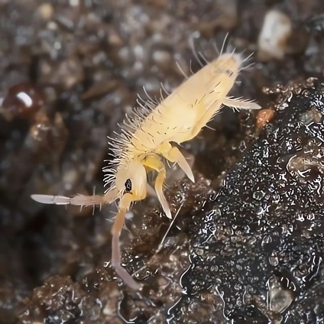 Pale Collembola springtail on damp bioactive substrate