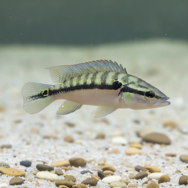 Comb Pike Cichlid (Crenicichla lepidota)
