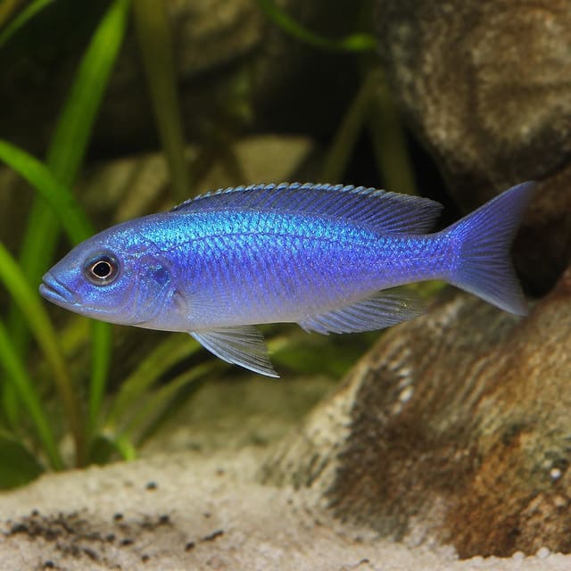 Blue Neon Copadichromis Malawi cichlid 3-4 cm juvenile with shimmering blue colouring