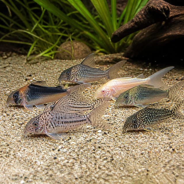 Small Corydoras premium mix catfish, 3-3.5 cm, peaceful bottom-dwelling freshwater fish for community aquariums