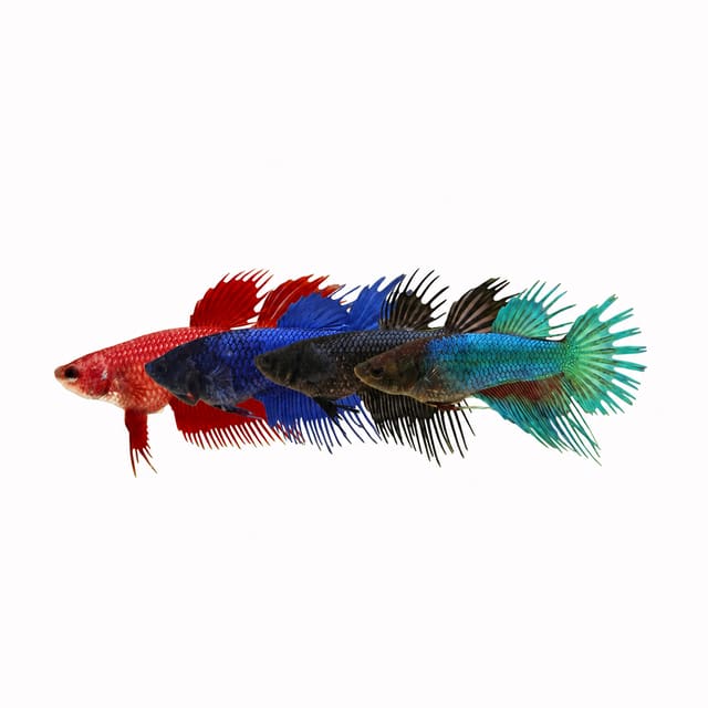 Crowntail Female Betta (Betta splendens)