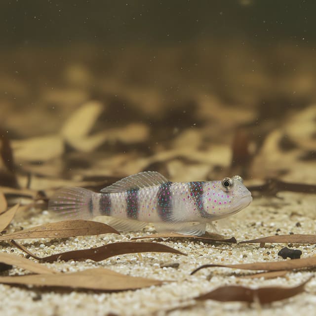 Cryptocentrus Leptocephalus Goby Fish