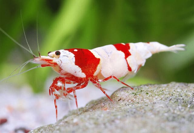 Crystal Red Shrimp (Caridina cantonensis) source photo