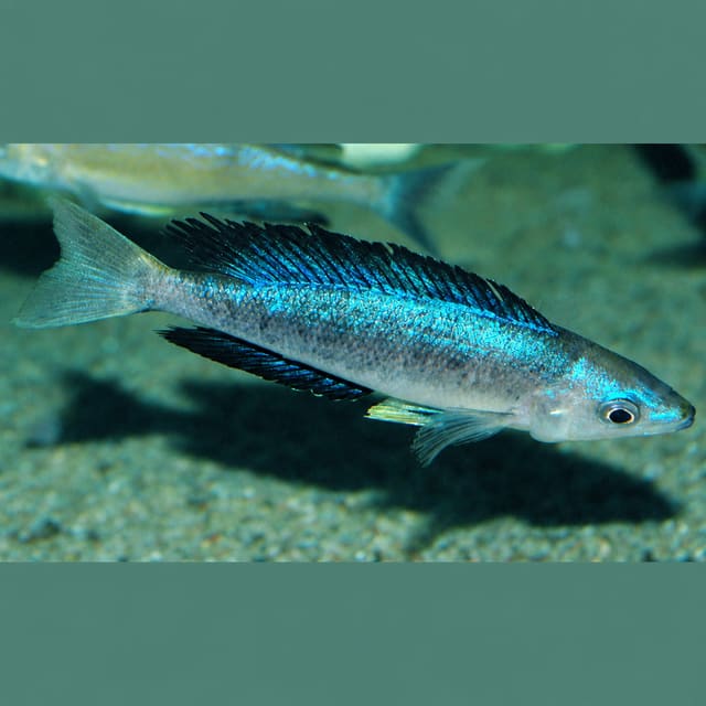 Cyprichromis microlepidotus bulu point