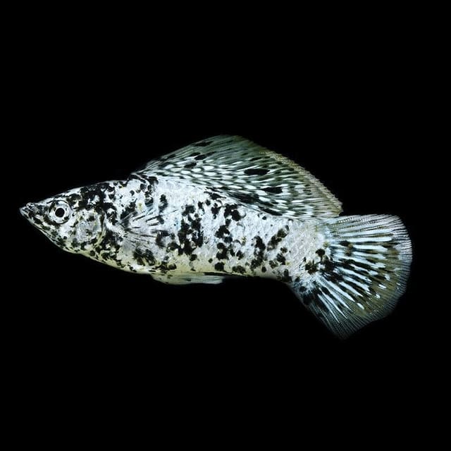 Dalmatian Sailfin Molly Poecilia velifera spotted livebearer KA09