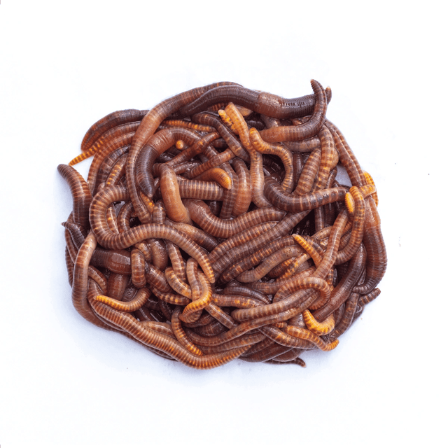 Representative group of Dendrobaena earthworms; sale unit is one 15-worm pack