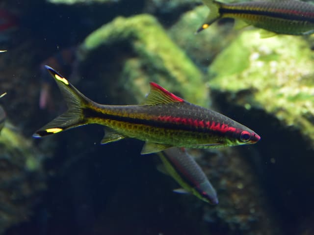Denison Barb with red and black stripes swimming among green plants and dark wood