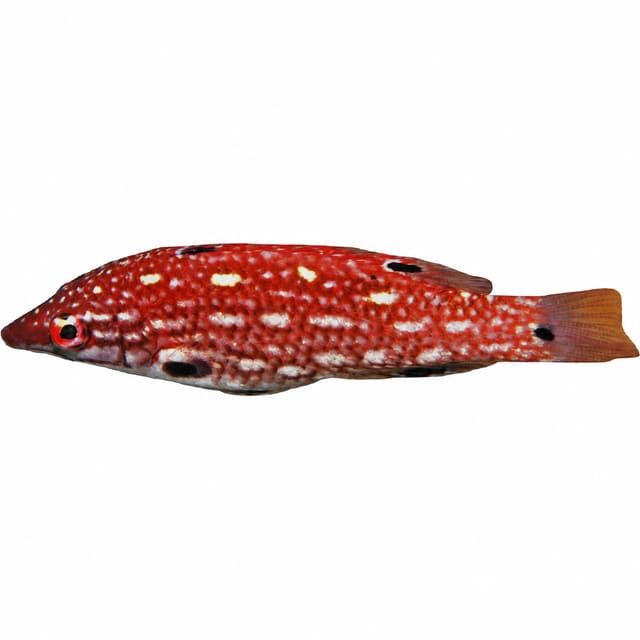 Diana's Hogfish (Bodianus diana)