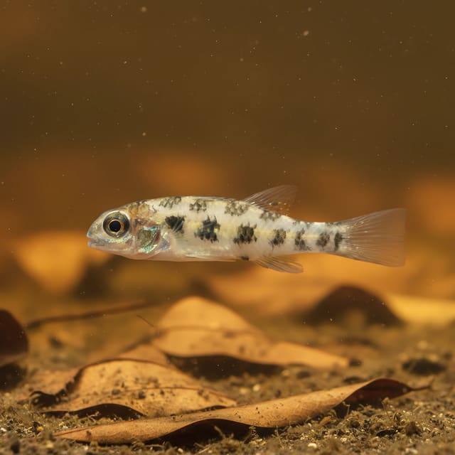 Dicrossus maculatus in a planted aquarium — representative image