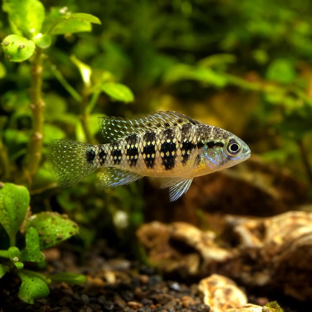 representative illustration of Spadetail Checkerboard Cichlid (Dicrossus maculatus); juvenile pattern and colour vary