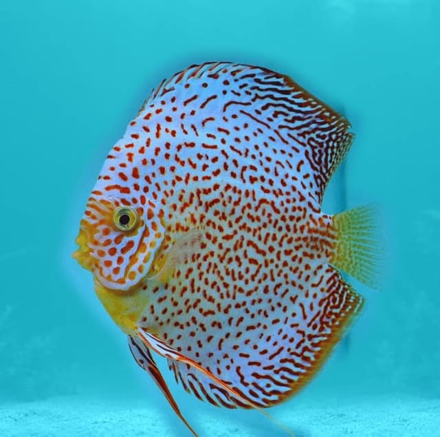 Discus red snake skin