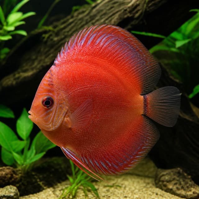 Discus Red Stone Symphysodon sp. tropical freshwater fish 7cm with vivid red colouring
