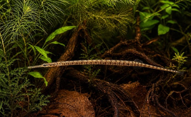 Doryichtys martensii swimming among green plants, tangled wood and fallen leaves, with a slender mottled brown body