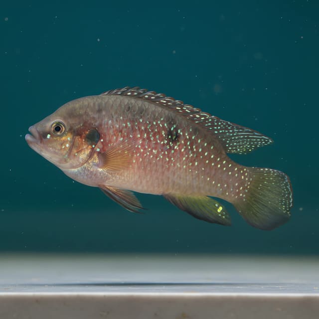 Electric Blue Acara (Andinoacara pulcher)