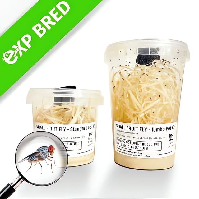 Drosophila melanogaster small fruit fly culture tubs for vivarium feeding