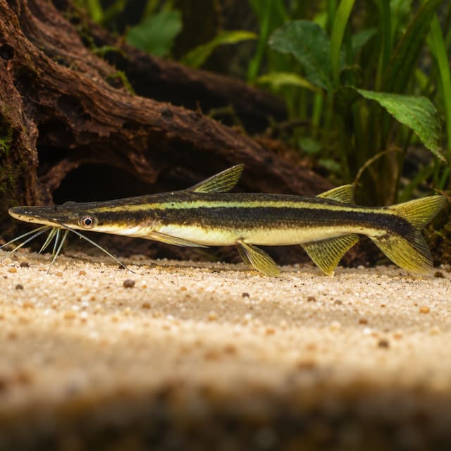 Juvenile duckbill catfish (Sorubim lima) with a dark lateral stripe over sand — representative image