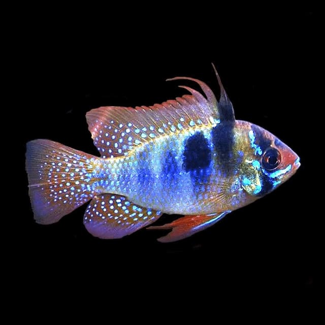Supplier reference photograph of an Assorted Ram Cichlid (Mikrogeophagus ramirezi); individual fish vary
