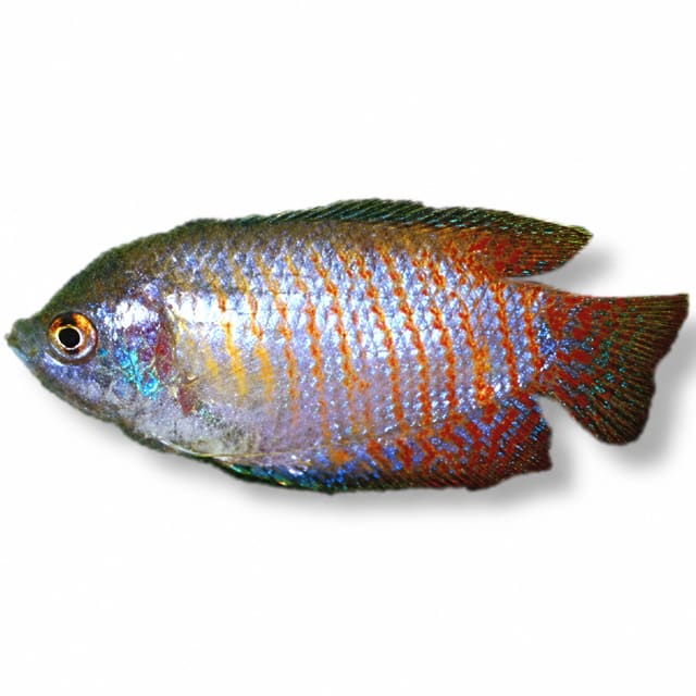 Dwarf Gourami (Trichogaster lalius) – 3–5cm Size Grades