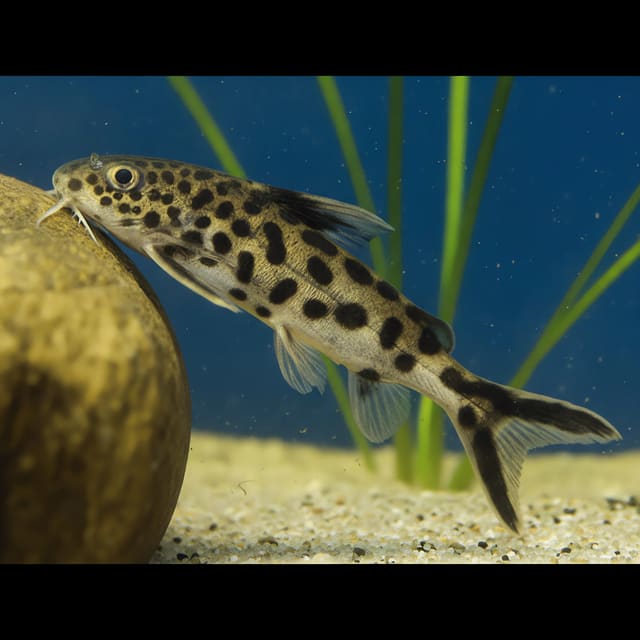 Dwarf Lake Synodontis (Synodontis petricola) - peaceful spotted cuckoo catfish from Lake Tanganyika