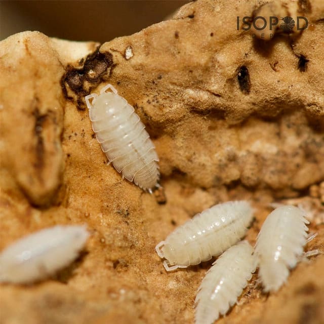 Dwarf White Isopods Trichorhina tomentosa live culture