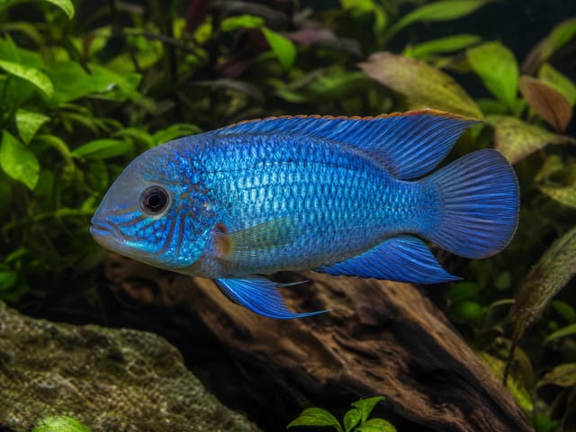 Electric Blue Acara in a planted aquarium — representative image; not the exact fish supplied