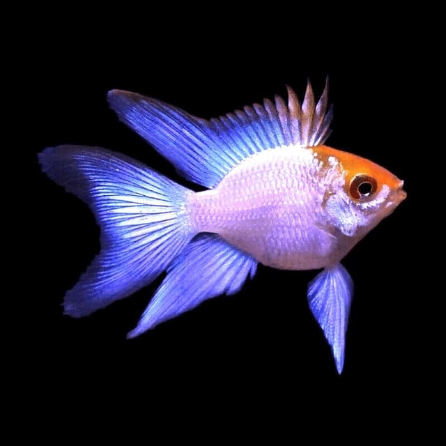 Electric Blue Balloon Ram Pair (Mikrogeophagus ramirezi) exact Petra source photo