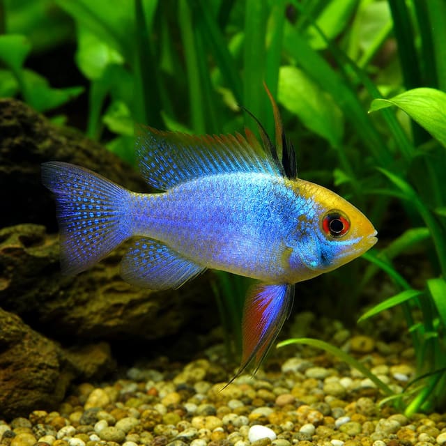Blue Red Head Ram dwarf cichlid Mikrogeophagus ramirezi