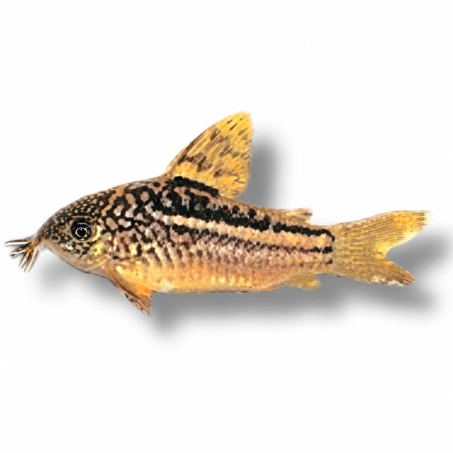 Elegant Cory (Corydoras elegans)