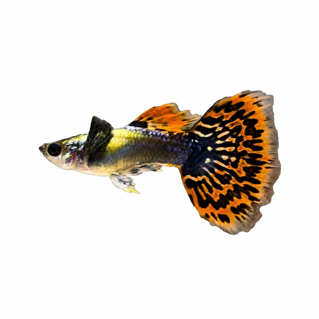Elephant Ear Male Guppy (Poecilia reticulata)