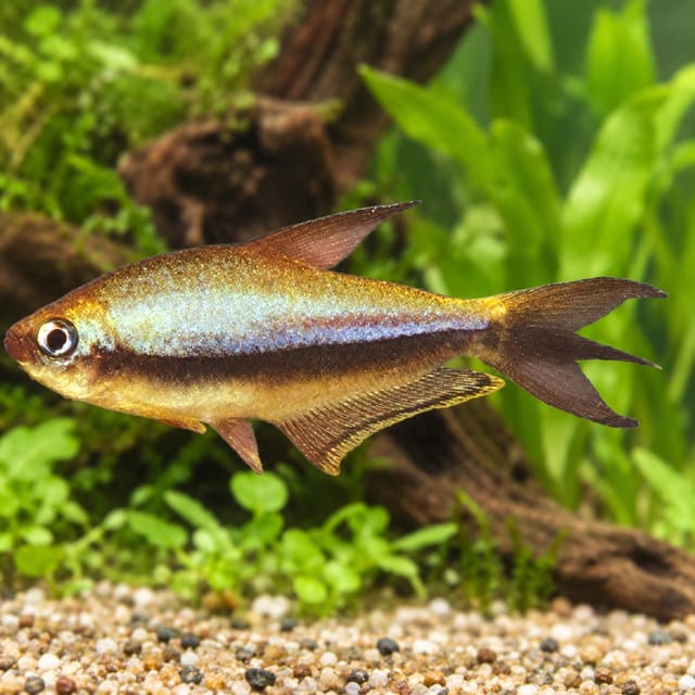 Emperor Tetra (Nematobrycon palmeri) with a dark body band and trident tail in a planted aquarium with driftwood