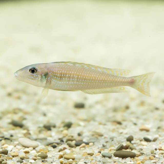 Enantiopus melanogenys kigoma in a planted aquarium — representative image