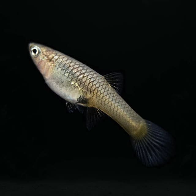 Red-orange Endler guppy with a black shoulder patch swimming above pale gravel