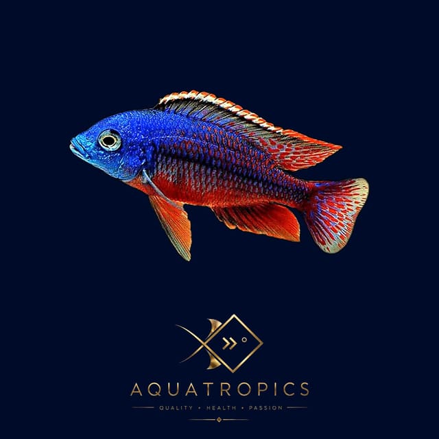 Spindle Hap Cichlid with a blue head and red patterned fins swimming among wood and plants