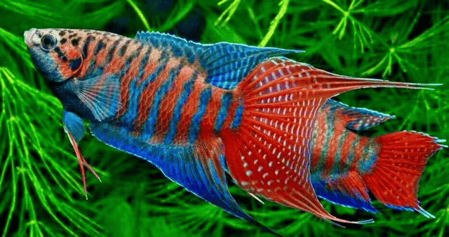 Blue Paradise Fish with orange bars and long pointed fins against green aquarium plants