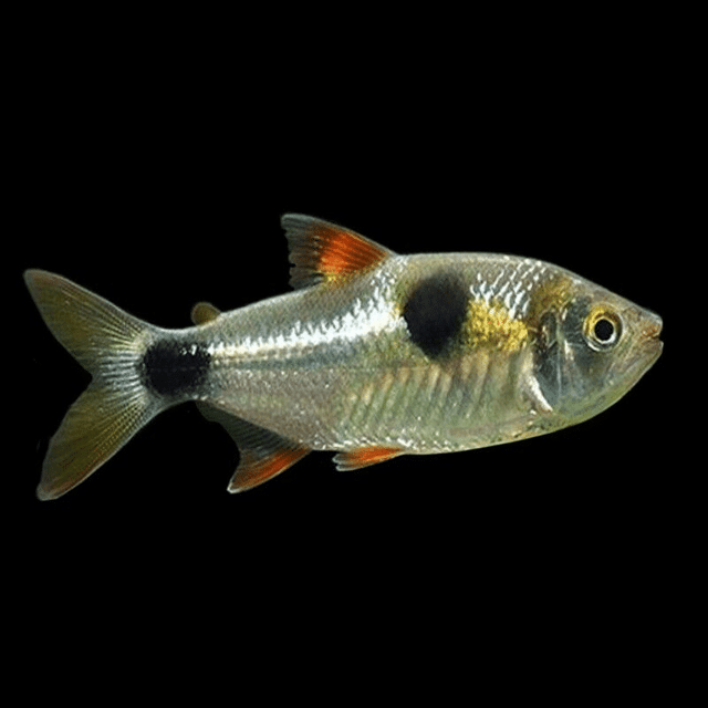 Bucktooth Tetra (Exodon paradoxus) in a planted aquarium