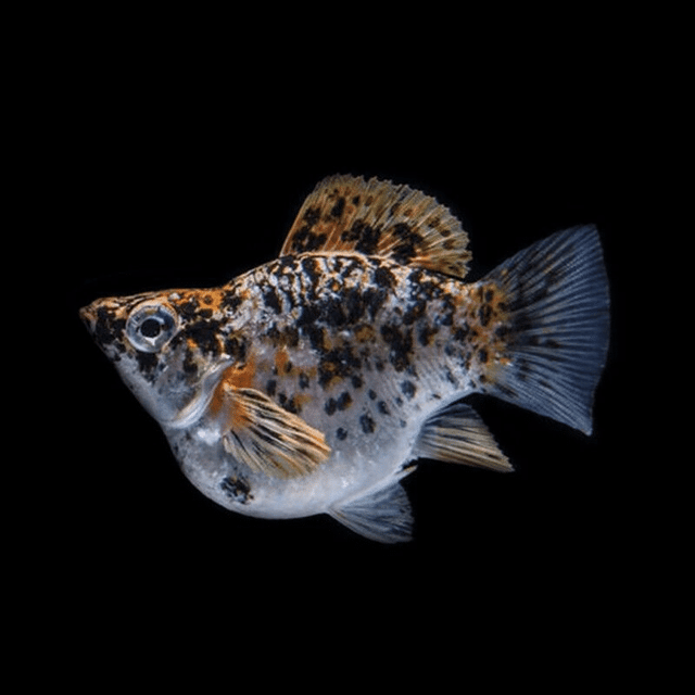 Calico Balloon Molly (Poecilia latipinna)
