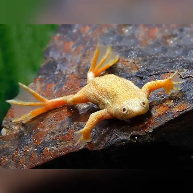Gold Gold African Dwarf Frog – Hymenochirus sp. “Gold” (Hymenochirus sp. “Gold”, Stunning Freshwater Frog Species Perfect...